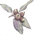 Ghiande
